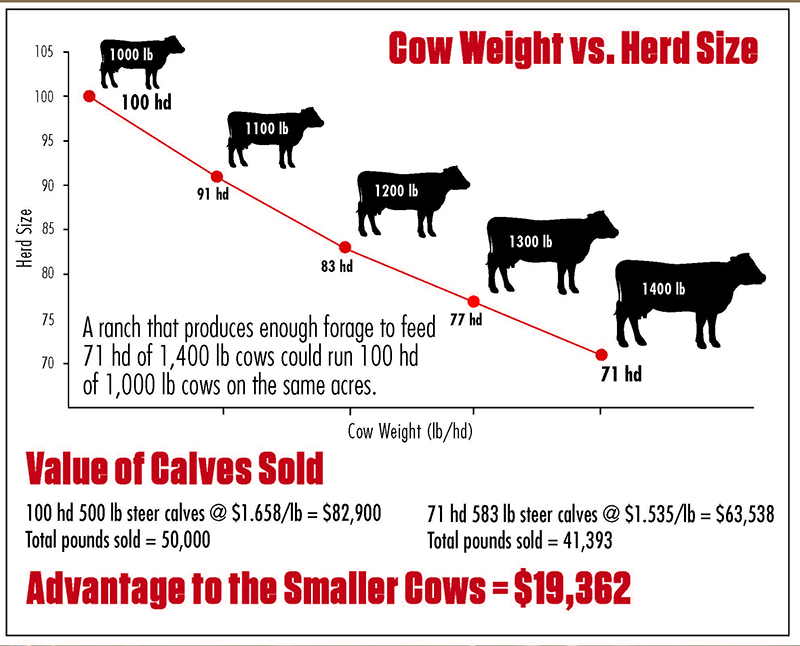 Cow weight vs herd size 